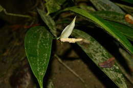Image of Anthurium antioquiense Engl.