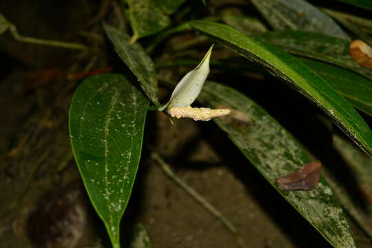 Imagem de Anthurium antioquiense Engl.