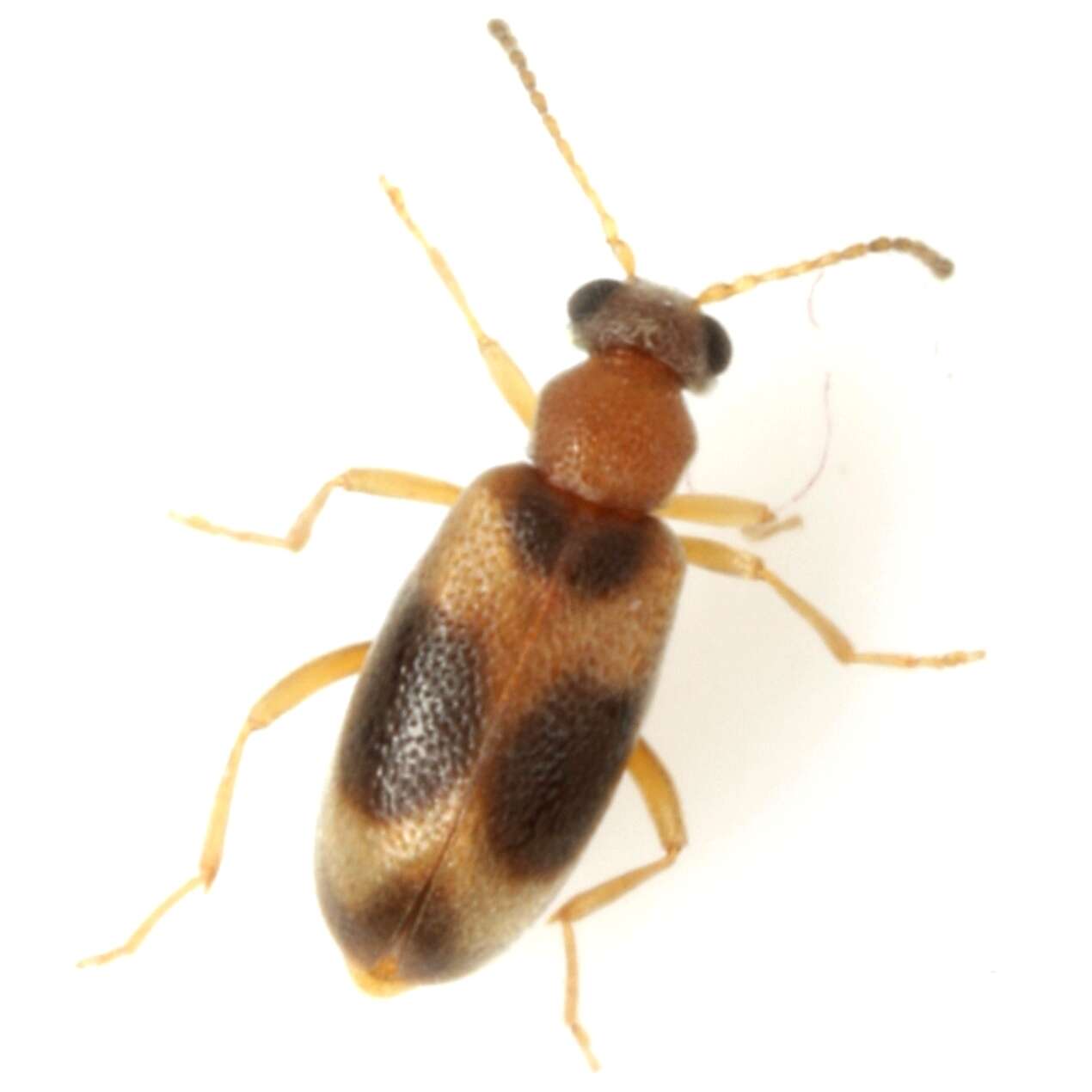 Ariotus subtropicus Casey 1895的圖片