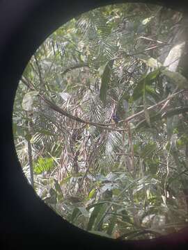 Image of Papuan Dwarf Kingfisher