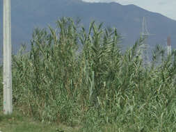 صورة Arundo donax L.