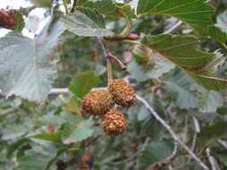 Image of thinleaf alder