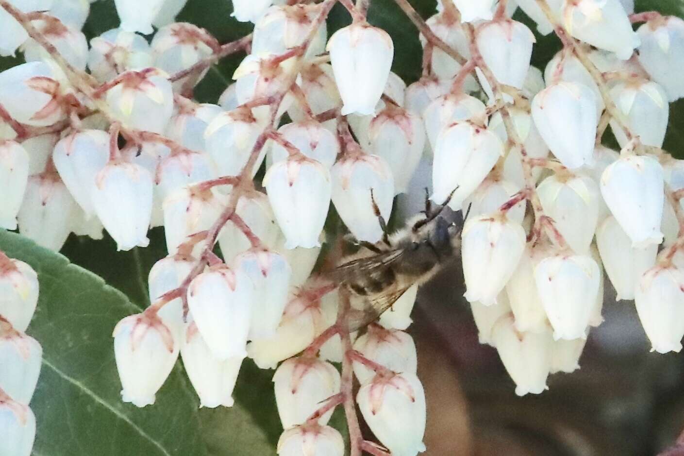 Image of Hornfaced Bee