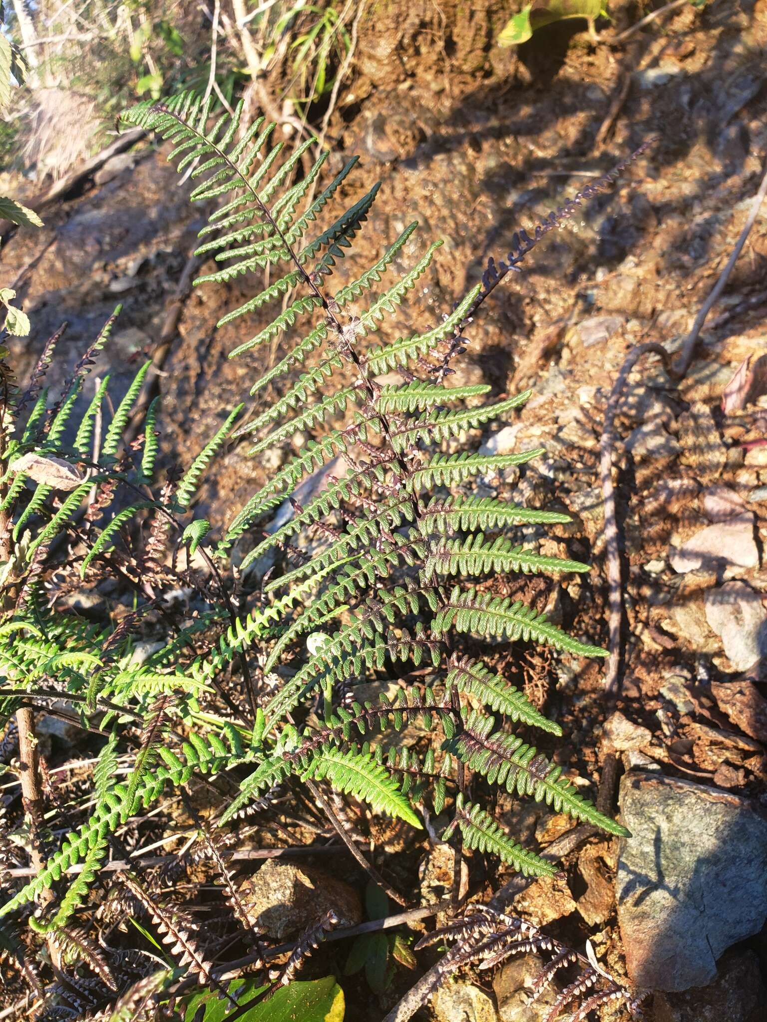 Image of Mountain Silver-Back Fern