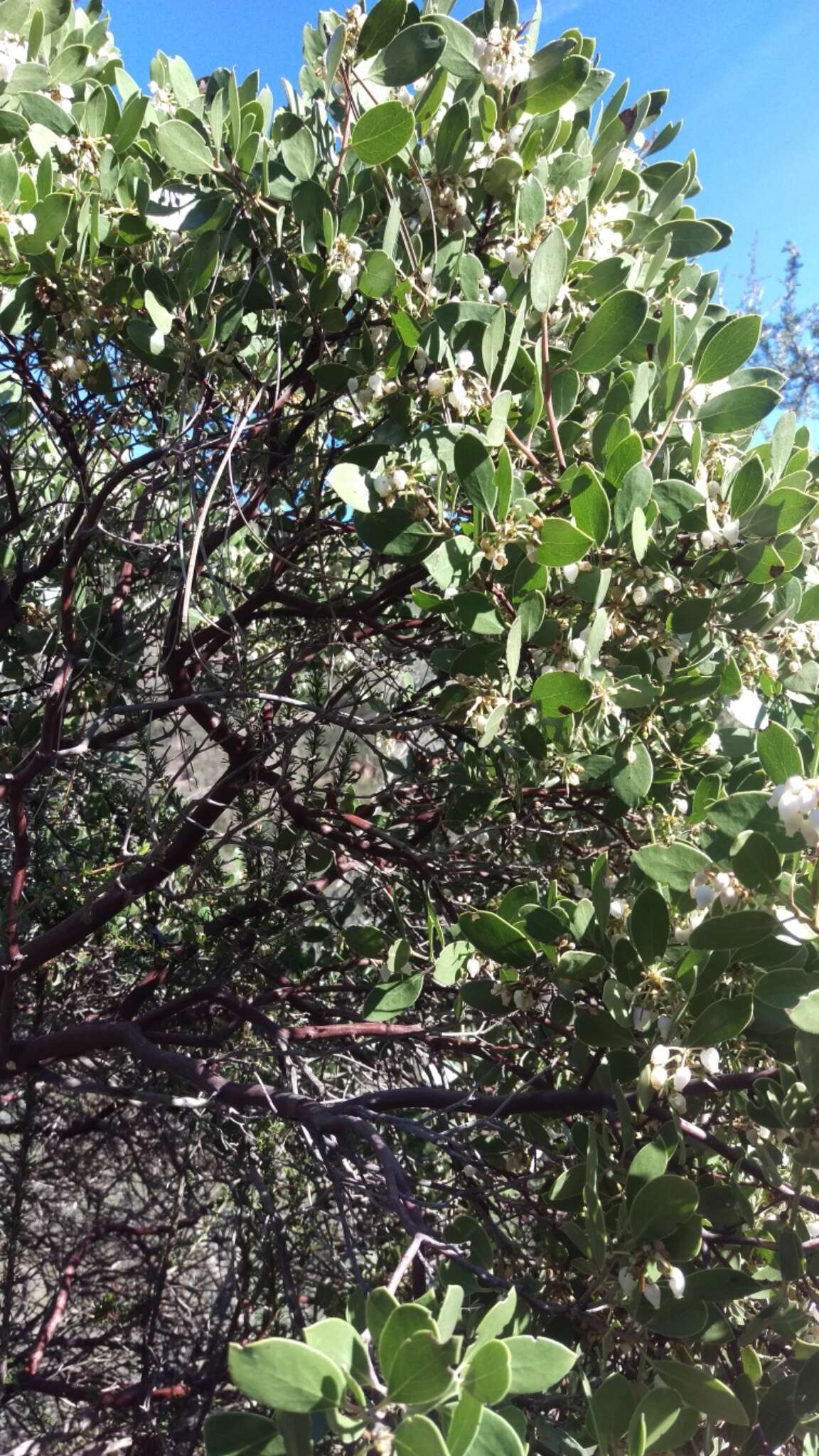 Image of pointleaf manzanita