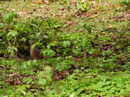 Image of White-faced Quail-Dove