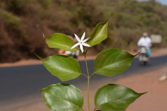 Imagem de Jasminum malabaricum Wight