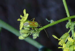 Image of Potato Bug