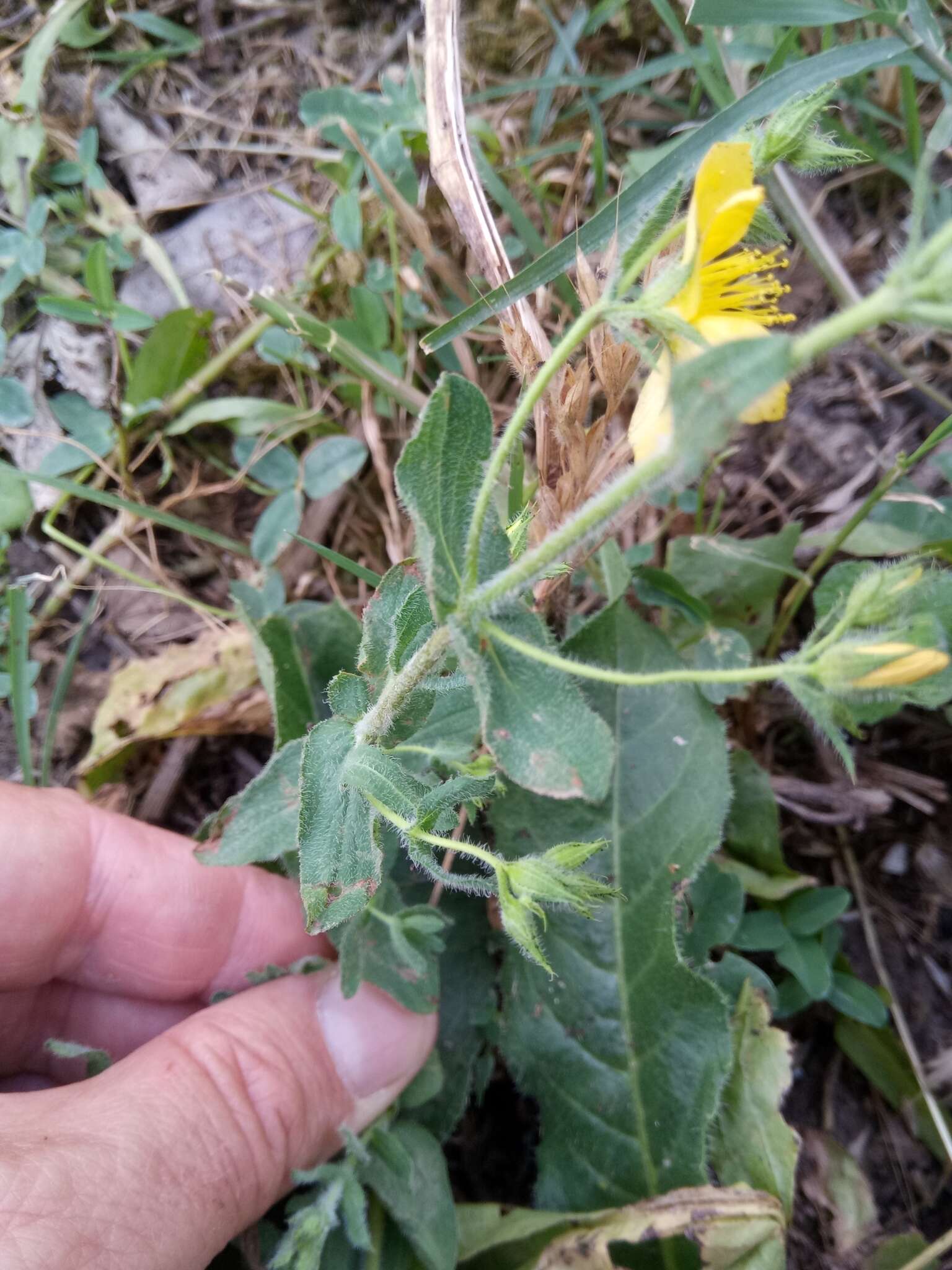 Image of Hypericum pubescens Boiss.