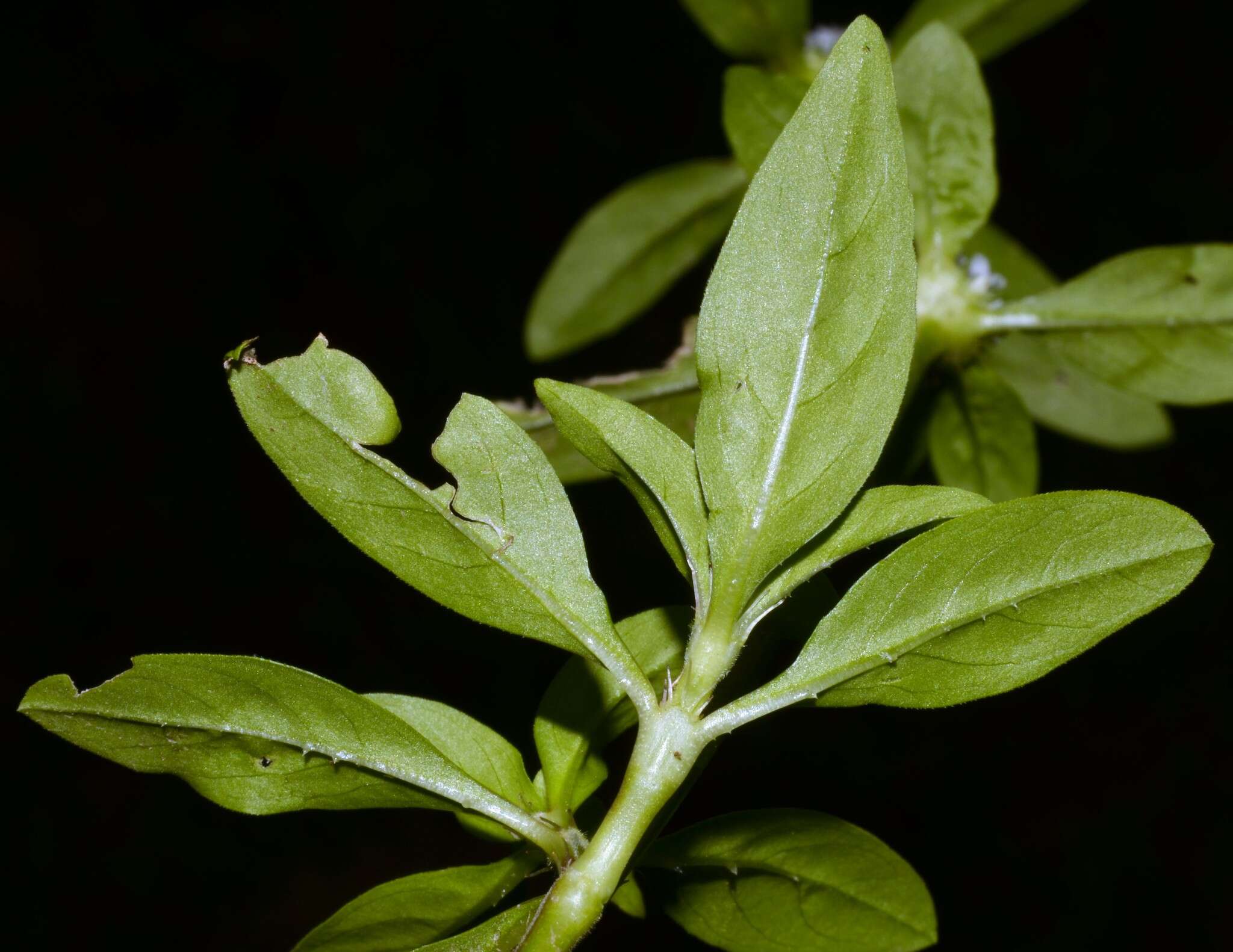 Image of Smooth False Buttonweed