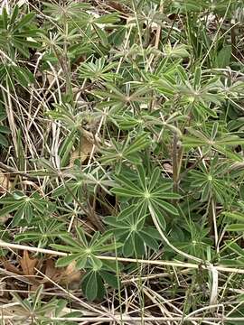 صورة Lupinus perennis subsp. perennis