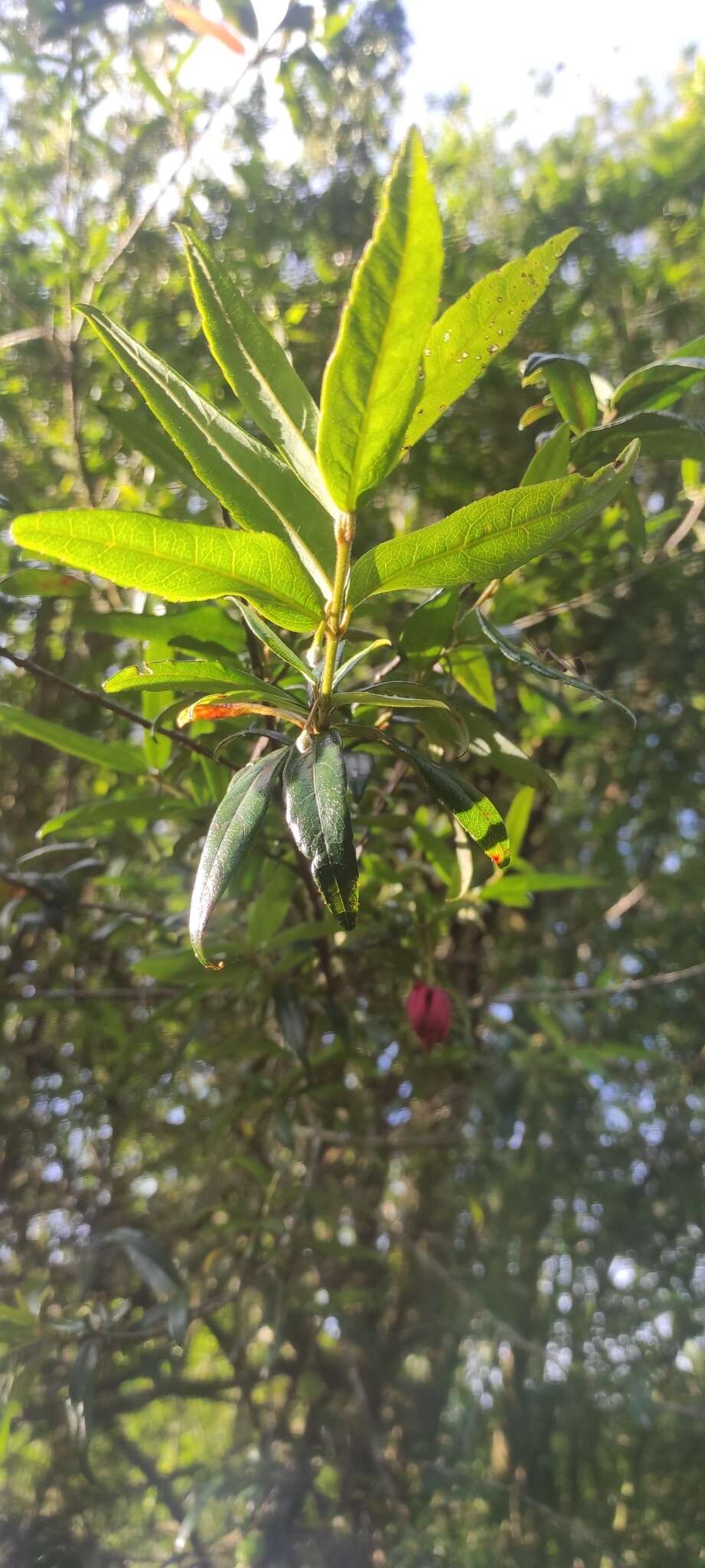 Image of Chilean Lantern Tree