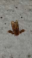 Image of Beutenmueller's Slug Moth