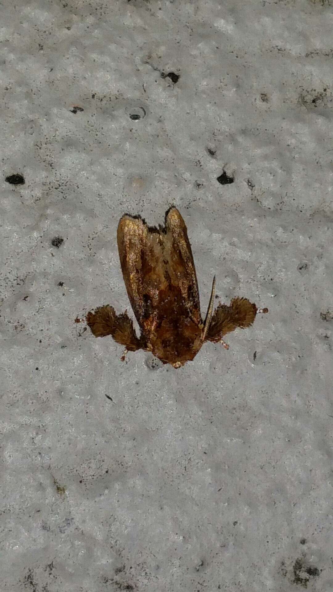 Image of Beutenmueller's Slug Moth