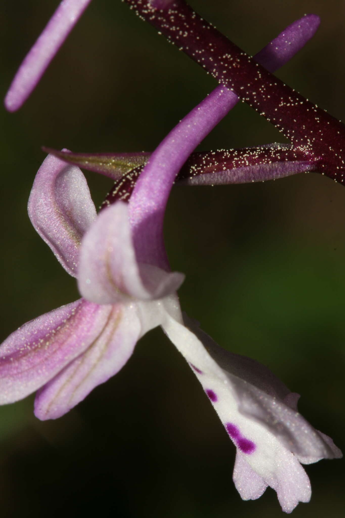 Sivun Orchis anatolica Boiss. kuva