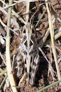 Image of Four-spotted Grasshopper