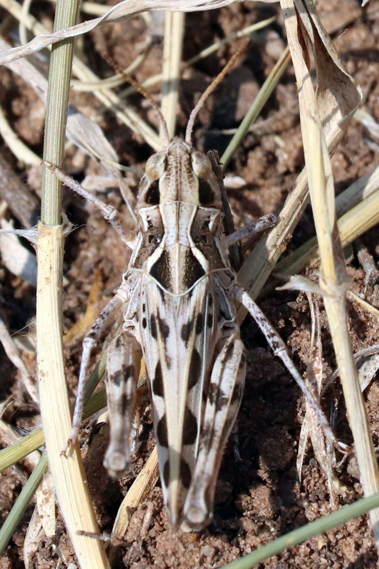 Image of Four-spotted Grasshopper