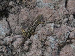 Image of Sceloporus albiventris Smith 1939