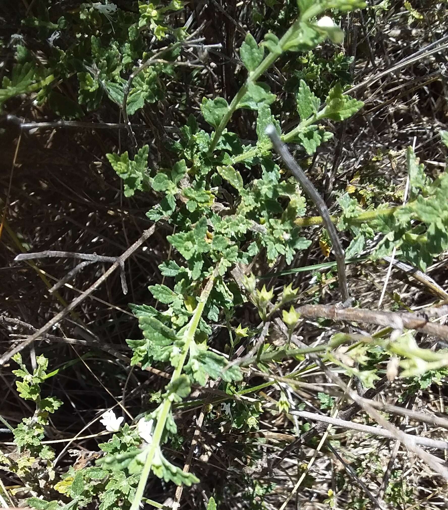 Image of Teucrium corymbosum R. Br.