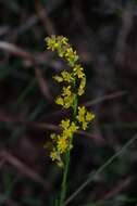 Слика од <i>Solidago virgata</i>