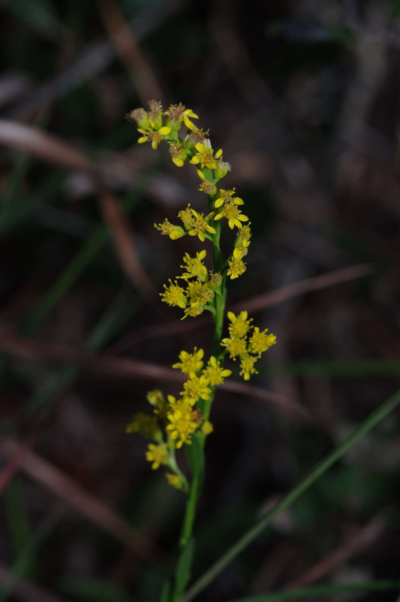 Plancia ëd <i>Solidago virgata</i>