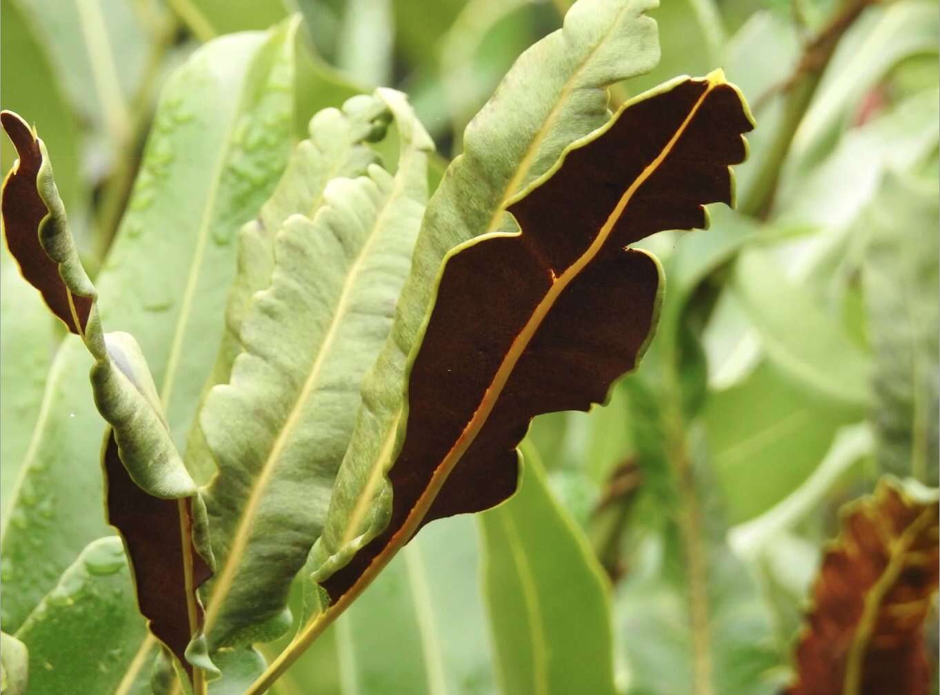 Image of Golden Leather Fern