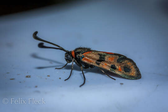 Image of Zygaena elodia Powell 1934