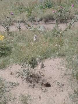 Image of Caucasian Mountain Ground Squirrel