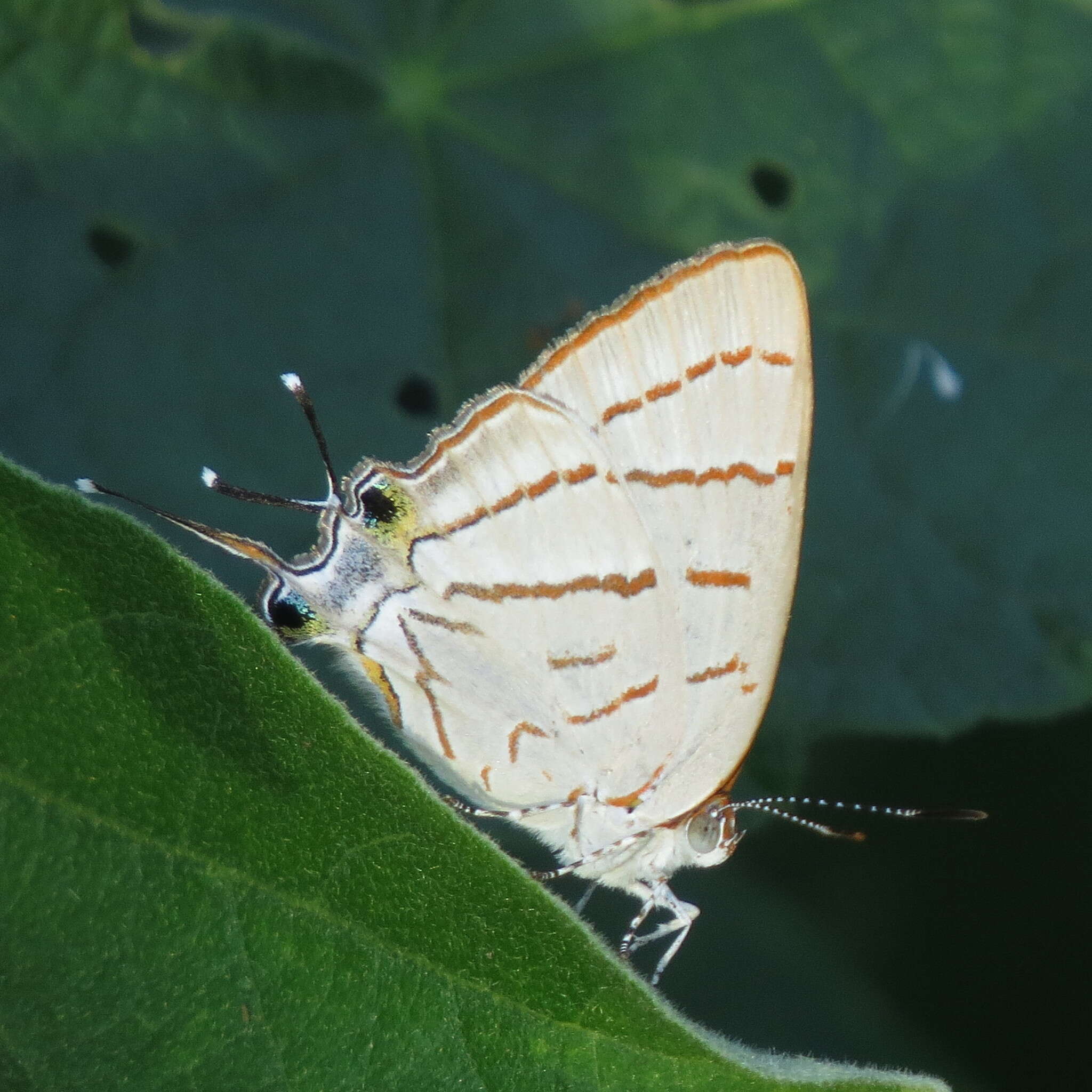 Image of Hemiolaus caeculus (Hopffer 1855)