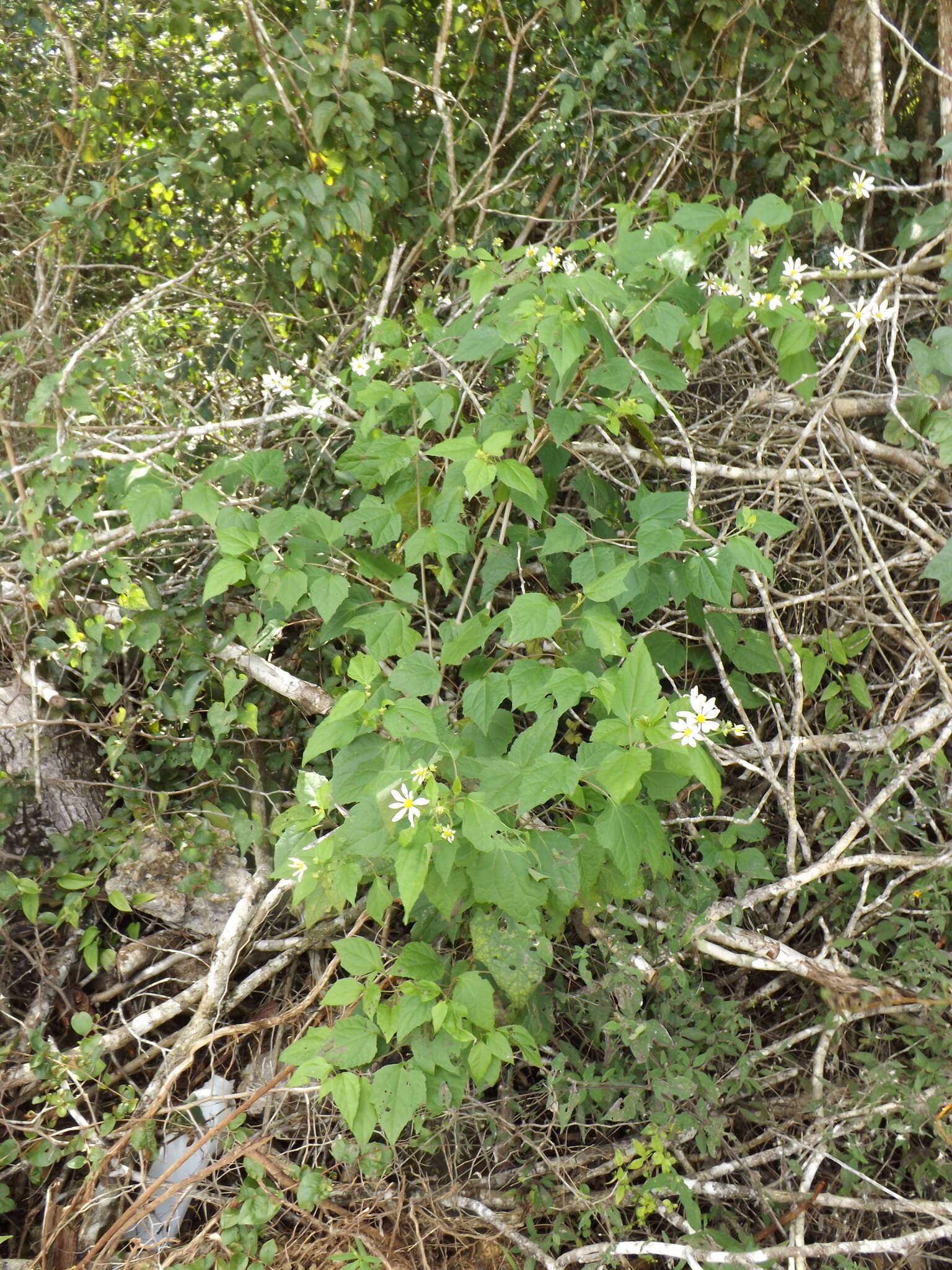 Image of Montanoa atriplicifolia (Pers.) Sch. Bip.