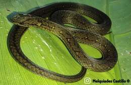 Image of Rustyhead Snake