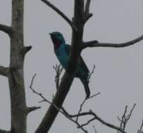 Слика од Cotinga cayana (Linnaeus 1766)