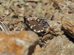 Image of Cicindela (Cicindela) sylvicola Dejean 1822