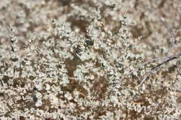 Image of Parry's Saltbush