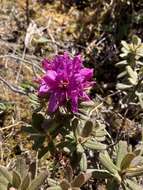 صورة Rhododendron setosum D. Don