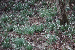 Image of Galanthus plicatus M. Bieb.