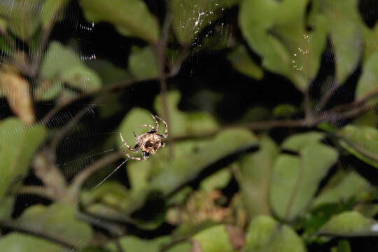 صورة Poltys illepidus C. L. Koch 1843