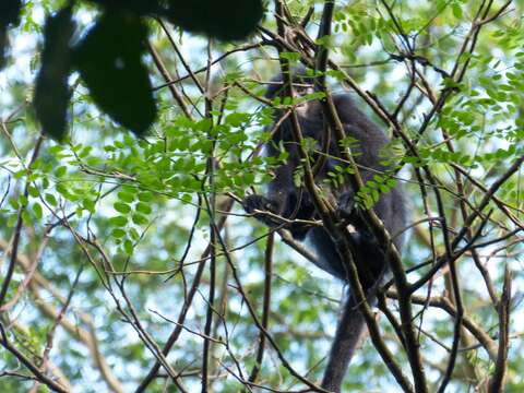 Image of Banded Langur