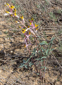 Image of Corydalis schanginii subsp. ainae Ruksans ex Lidén