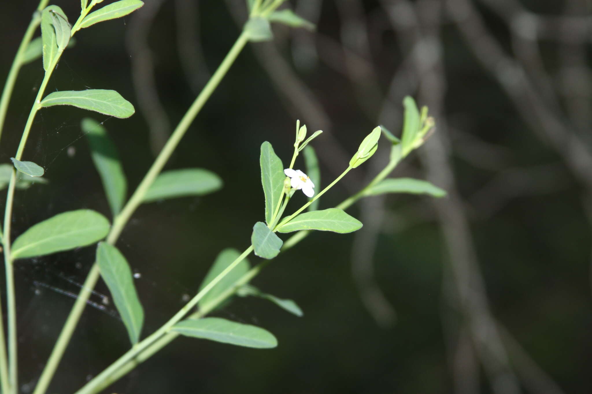 Sivun Euphorbia pubentissima Michx. kuva