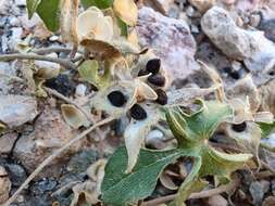 Слика од Ipomoea pubescens Lam.