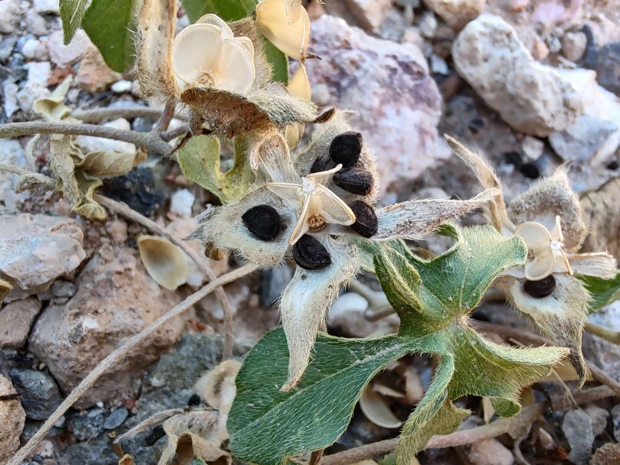 Слика од Ipomoea pubescens Lam.