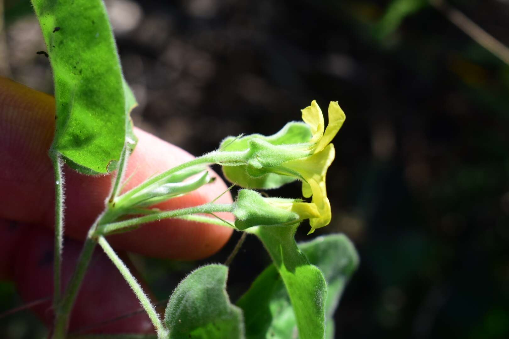 Image of peonyleaf woodsorrel