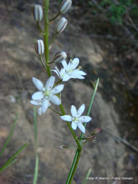 Image of Drimia calcarata (Baker) Stedje