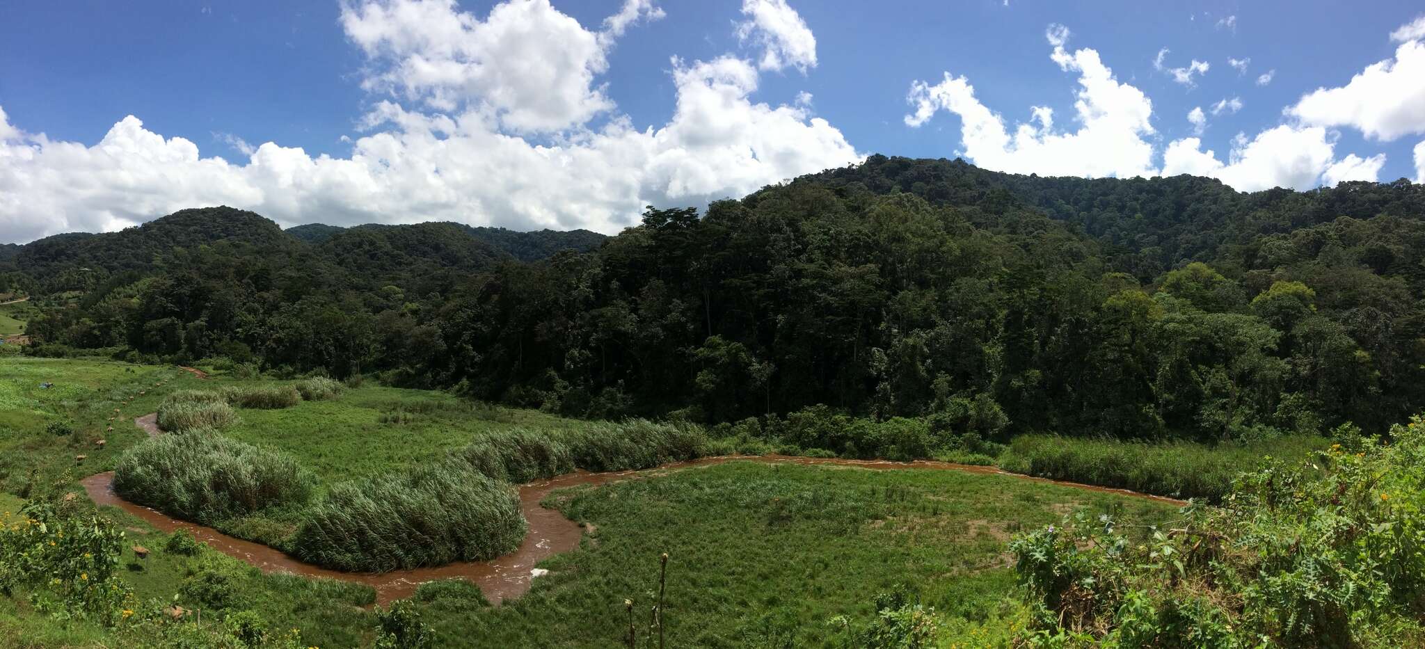 Imagem de Grou-coroado-oriental