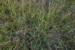 Image of Linum maritimum L.