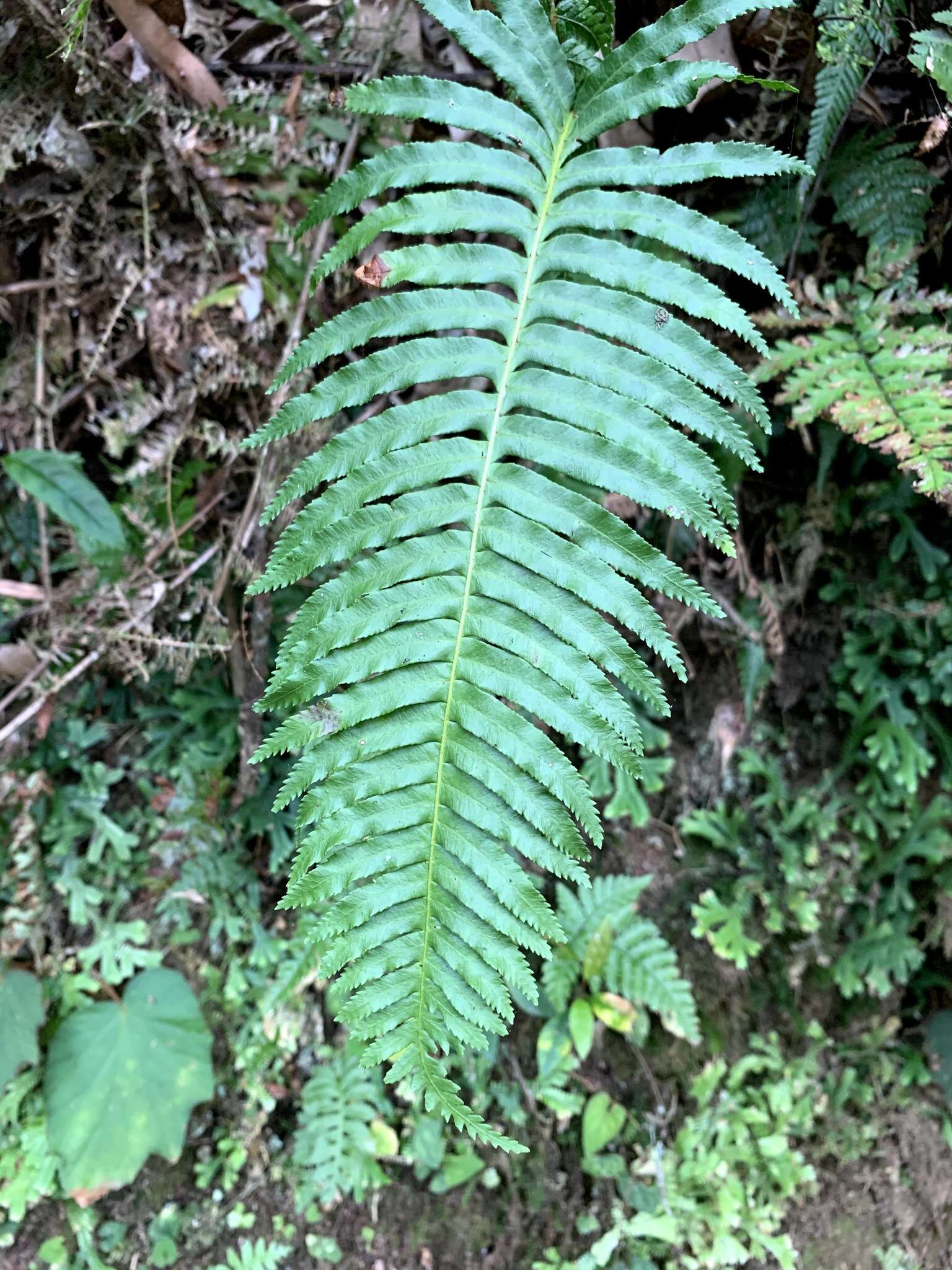 Imagem de Plagiogyria falcata Copel.