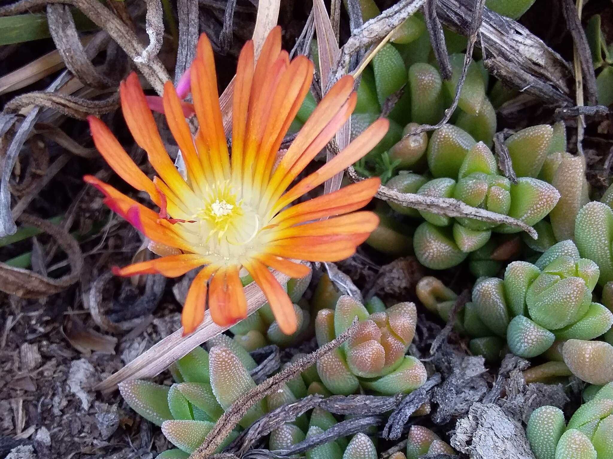 Delosperma dyeri L. Bol. resmi