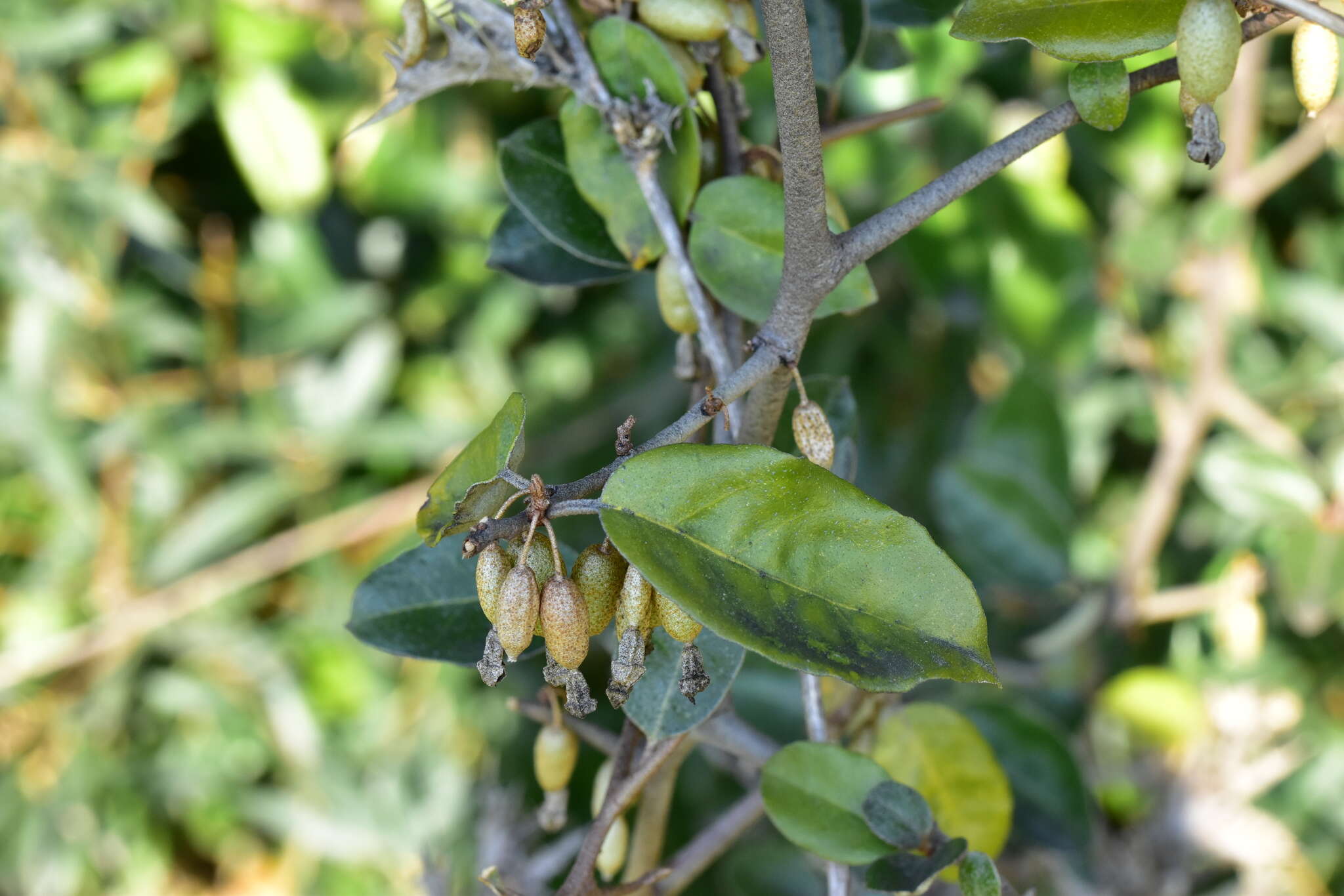 Image of <i>Elaeagnus</i> × <i>ebbingei</i>