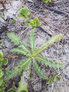 Imagem de Cirsium pumilum var. hillii (Canby) B. Boivin